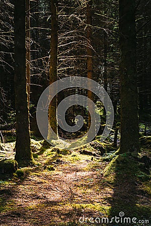 Light streaming through the dense foliage in the late afternoon Stock Photo