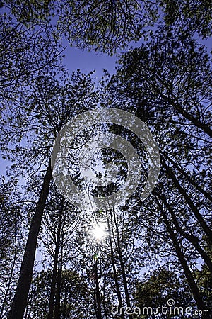 The light from the sun that shines through the pine needles down in the garden Stock Photo