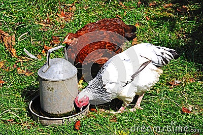 Light Sussex Bantam chickens. Stock Photo