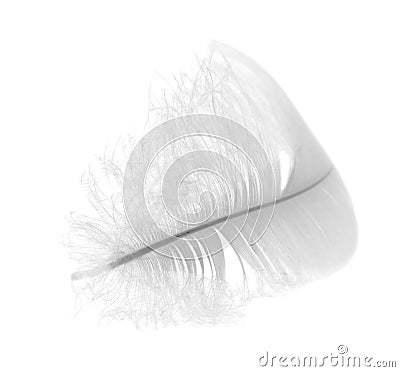 Light swan feather on white Stock Photo