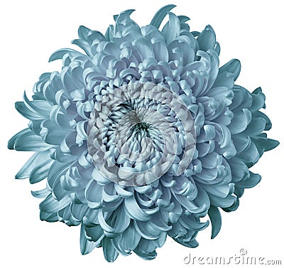 Light turquoise flower chrysanthemum isolated on white background. For design. Clearer focus. Closeup. Stock Photo