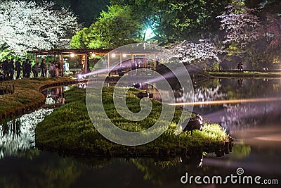 Light up of going to see cherry blossoms at night Sankei Garden Stock Photo