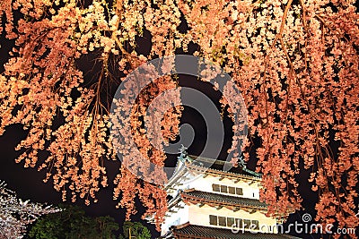 Light up of Hirosaki castle and cherry blossoms Stock Photo