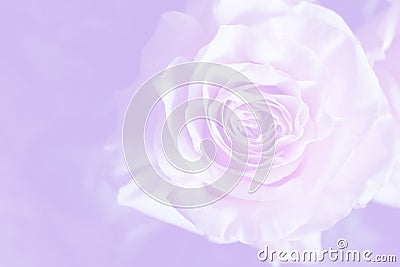 Light violet background with wonderful tender rose Stock Photo