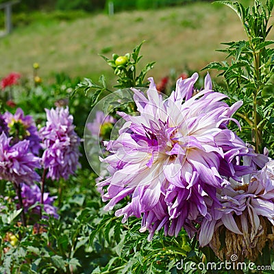 Light violet dahlia on flower bed at summer park. Stock Photo