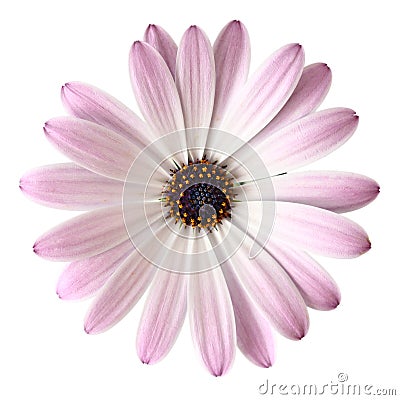 Light Violet Daisy Stock Photo