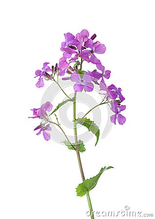 Light violet night-scented gilliflower Hesperis matronalis isolated on white background Stock Photo