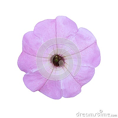 Light violet petunia isolated a on white background Stock Photo