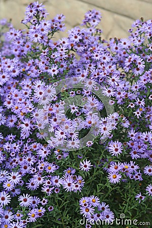 Virgin light violet asters Stock Photo