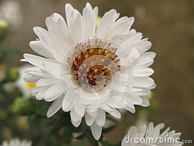 Virgin light aster Stock Photo