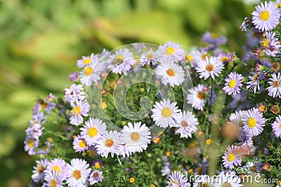 Virgin light asters Stock Photo