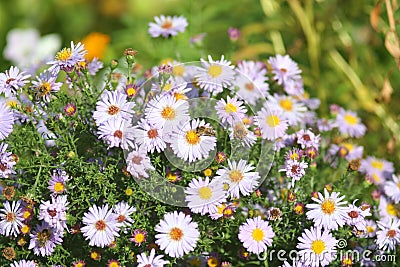 Virgin light asters Stock Photo