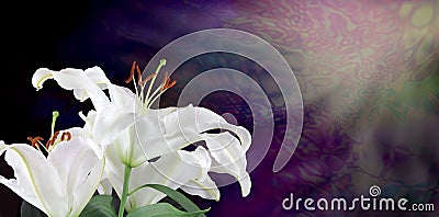 Into the Light with White Lilies Stock Photo