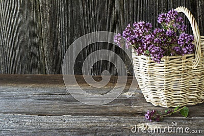Light wicker basket with a bouquet of blossoming oregano on dark wooden background Stock Photo