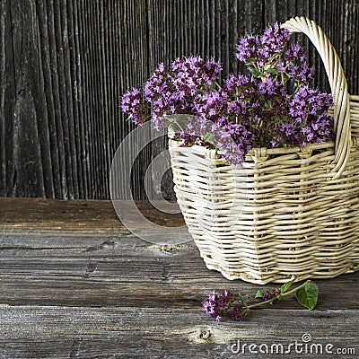 Light wicker basket with a bouquet of blossoming oregano on dark wooden background Stock Photo