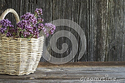 Light wicker basket with a bouquet of blossoming oregano on dark wooden background Stock Photo