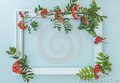 Light wooden vintage Vintage frame and berries of red autumn rowan on the contour on a light background. Stock Photo