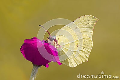 Light-yellow Butterfly on a Bloom Stock Photo