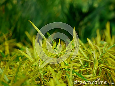 Yellow color multiple leaves closeup with dark green blur tree background Stock Photo