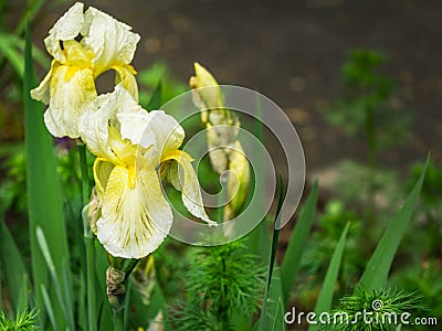 Light Yellow Iris germanica or Bearded Iris on background of blurred green landscaped garden Stock Photo