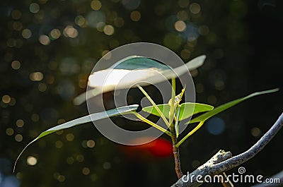 The light Young Bodhi leaf that is lit by the evening sun shines, resulting in natural beauty, Bokeh backgrounds From the light Stock Photo