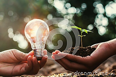 lightbulb and small tree growing on hand . concept solar energy Stock Photo