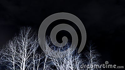 Lighted white bare dead leafless tree crown branches against dark black sky background. Sad mystic, mystery mood, forest concept. Stock Photo