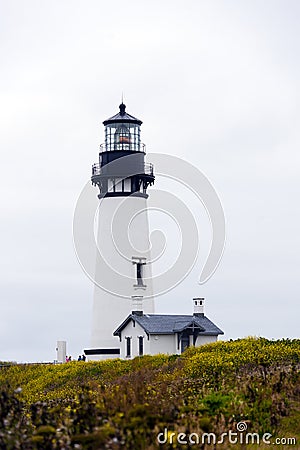 Lighthouse at blooming wildflowers in headland Pacific Coast New Stock Photo