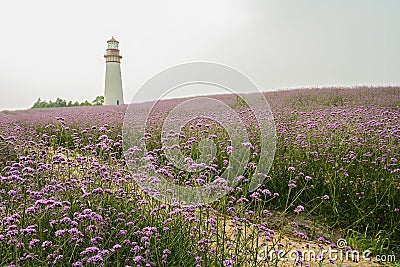 Lighthouse on flowering hilltop in early summer Stock Photo