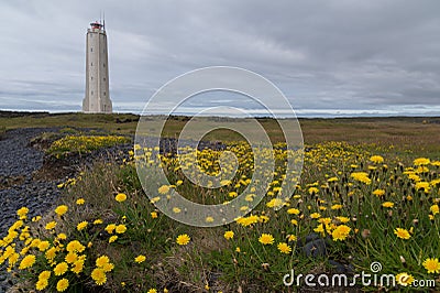 Malarrif Lighthouse, SnÃ¦fellsnes, Iceland with yellow flowers in the foreground Stock Photo