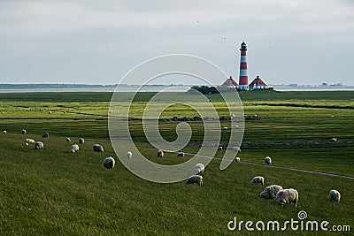 Lighthouse westerhever sheep field Sankt Peter Ording Stock Photo