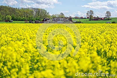 Lighthouses and a rapeseed field in south Sweden, Ven Island Stock Photo