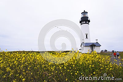 Lighting way lighthouse on high hill covered yellow wild flowers Editorial Stock Photo