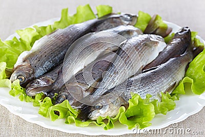 Lightly salted grayling Stock Photo
