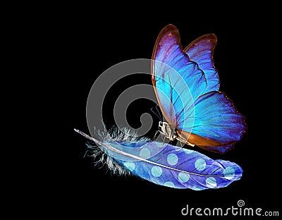 Lightness and weightlessness. Morpho blue beautiful butterfly on a blue bird feather. Bird feather isolated on black. Stock Photo