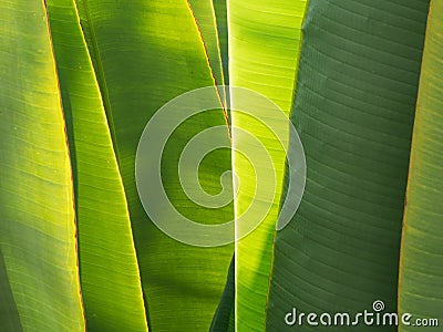 Ligth shine on overlapping banana/palm tree Stock Photo