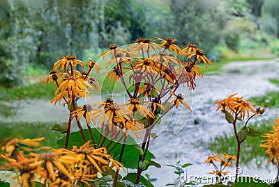 Ligularia dentata Desdemona blossom on the banks of a mountain river, yellow flowers, autumn nature floral background Stock Photo