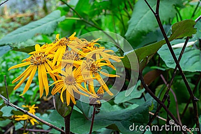 Ligularia dentata Desdemona blossom yellow flowers, horizontal floral background Stock Photo