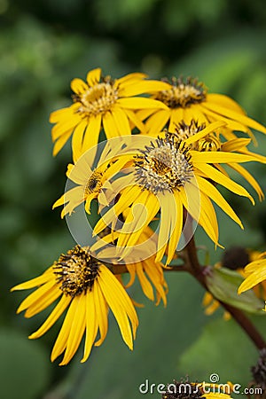 Ligularia dentata Desdemona yellow flowers with long petals. Decorative perennials of the aster family, close-up bokeh vertical Stock Photo