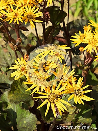 Ligularia dentata in the garden. Inflorescence. Stock Photo