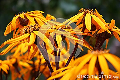 Ligularia flowers. A side view in approach. Stock Photo