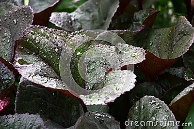 Ligularia leaves after a rain. Stock Photo