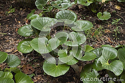 Ligularia Reniformis Stock Photo