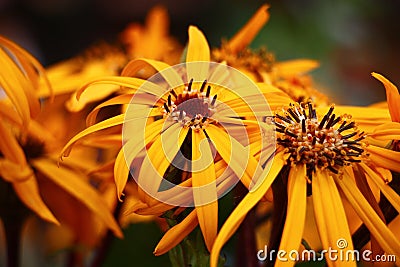 Ligularia flowers in approach. Stock Photo