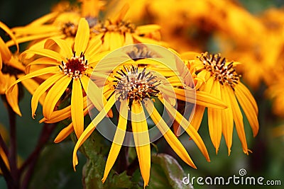 Ligularia flowers close up. Stock Photo