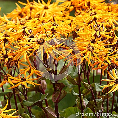 Magnificent ligularia in a square. Stock Photo