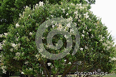Ligustrum lucidum tree and flowers Stock Photo