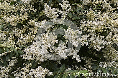 Ligustrum vulgare shrub Stock Photo