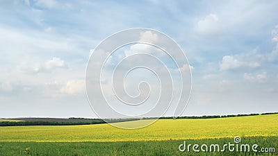 Lijn van witte wolken die zich op de blauwe hemel over geel raapzaadgebied bewegen stock footage Lijn van witte wolken die zich op de blauwe hemel over geel raapzaadgebied bewegen stock footage