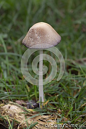 Like other coprinoid mushrooms, Coprinopsis atramentaria has gills that turn black and eventually liquefy, creating an ink Stock Photo